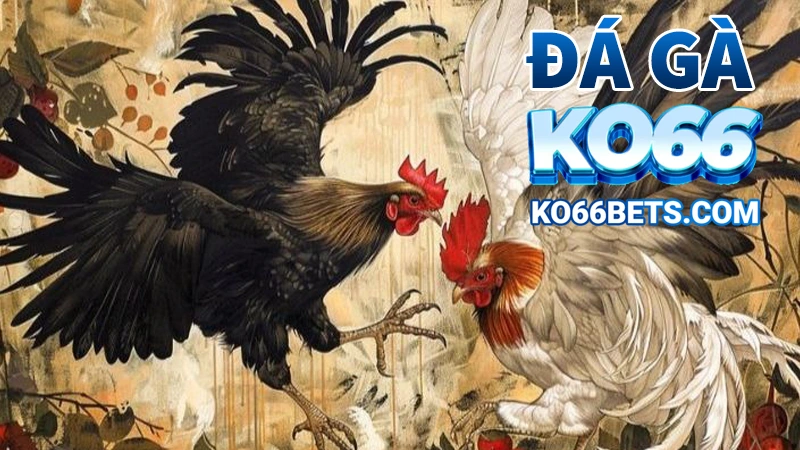 đá gà KO66